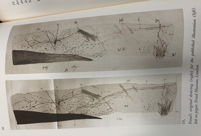 Freud Drawings